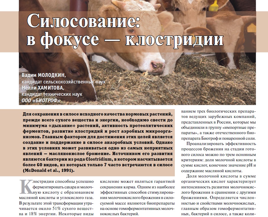 Силосование: в фокусе — клостридии